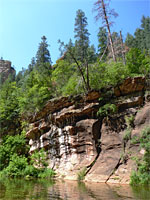 Trees above a cliff