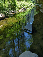 Reflections of tall pines