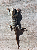 Desert spiny lizard