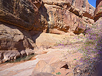 Pink-flowered bush