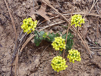 Yellow flowers