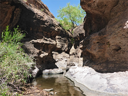 Bush and pool in Apache Trail Canyon