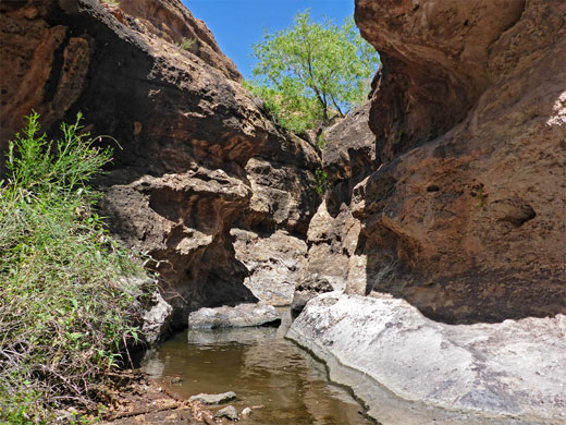 Bush and pool in Apache Trail Canyon