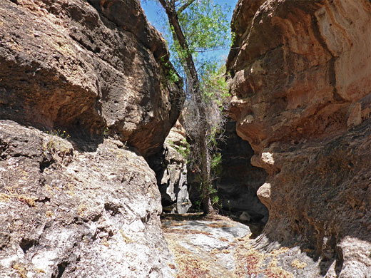 Tree in the narrows