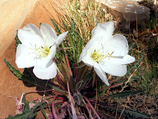 Tufted Evening Primrose; Large flowers of tufted evening primrose (oenothera caespitosa), Sheets Gulch, Capitol Reef National Park, Utah