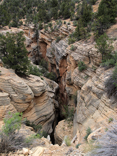 Trees on the rim of the gorge