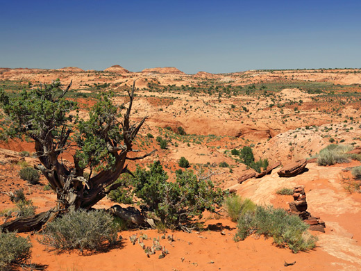 Cairned approach to Dry Fork of Coyote Gulch