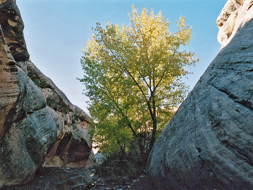 Cottonwood tree in upper Fry Canyon