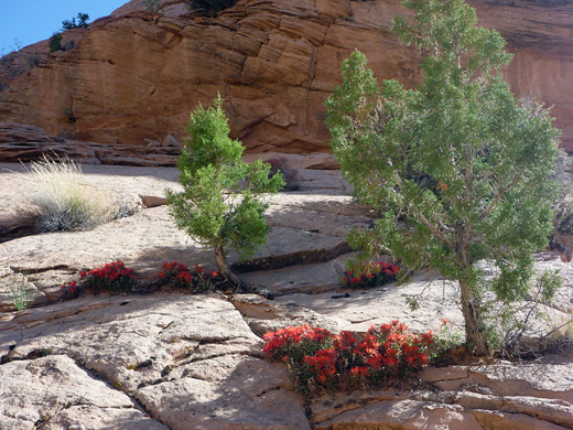 Indian paintbrush