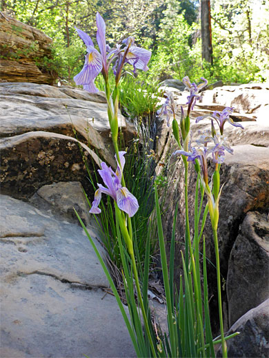 Rocky Mountain iris