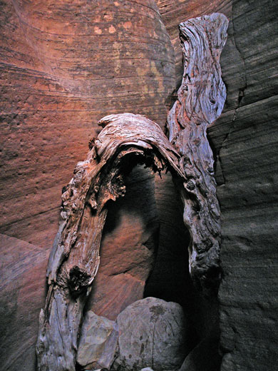 Ancient log in Keyhole Canyon