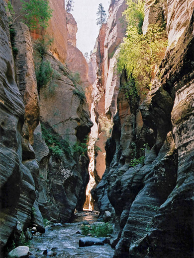 Gloomy passage in Kolob Creek