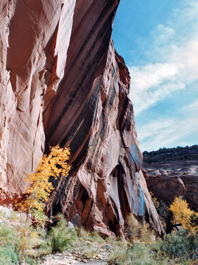 Cottonwood tree