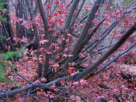 Canyon maple in the fall