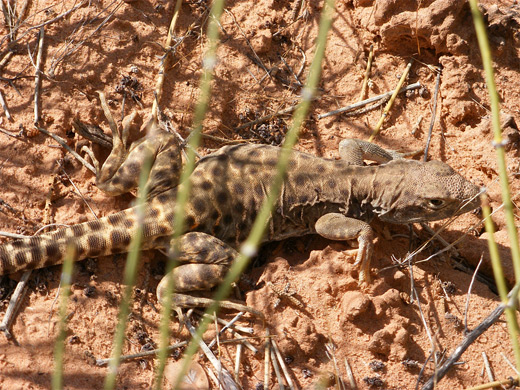 Leopard lizard