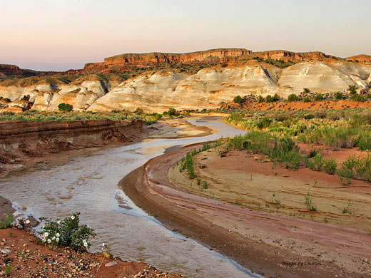 Wildflowers by the Paria River