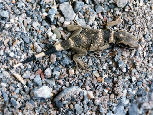 Chuckwalla