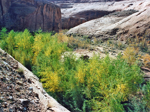 Trees near Lake Powell