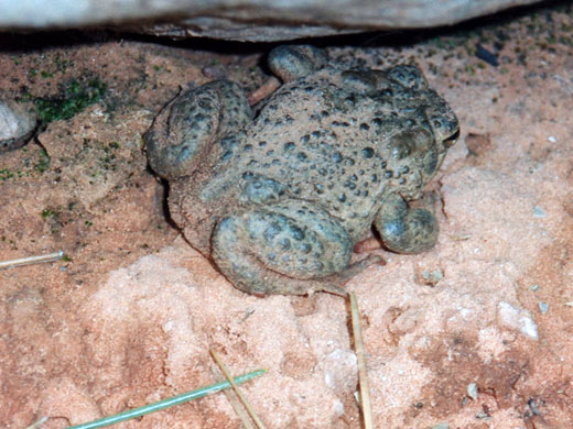 Southwestern toad