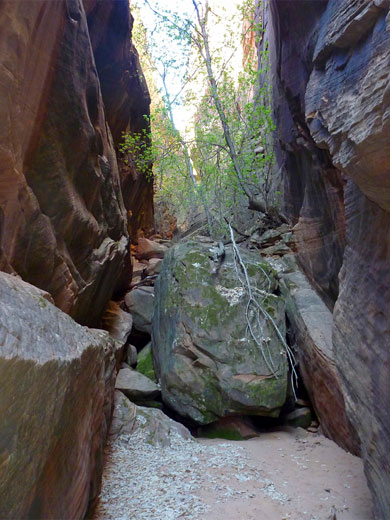 Tree and boulder