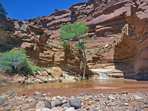 Pool and cottonwood tree