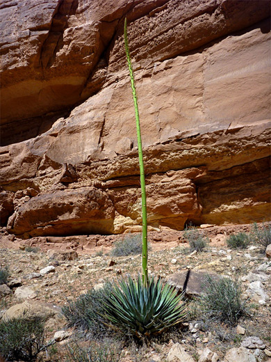 Flower stalk of agave utahensis