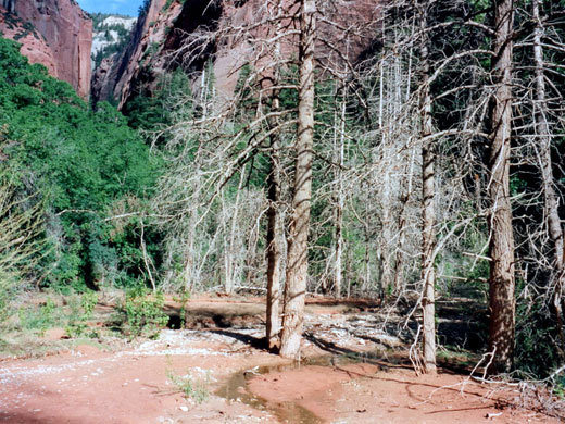 Trees in Taylor Creek canyon