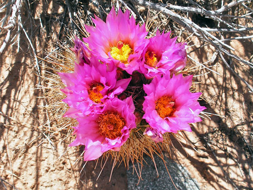 Five flowers
