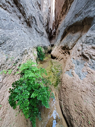 Shallow stream through the narrowing canyon