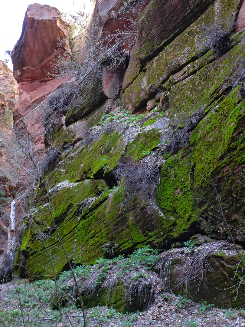 Moss-covered cliff