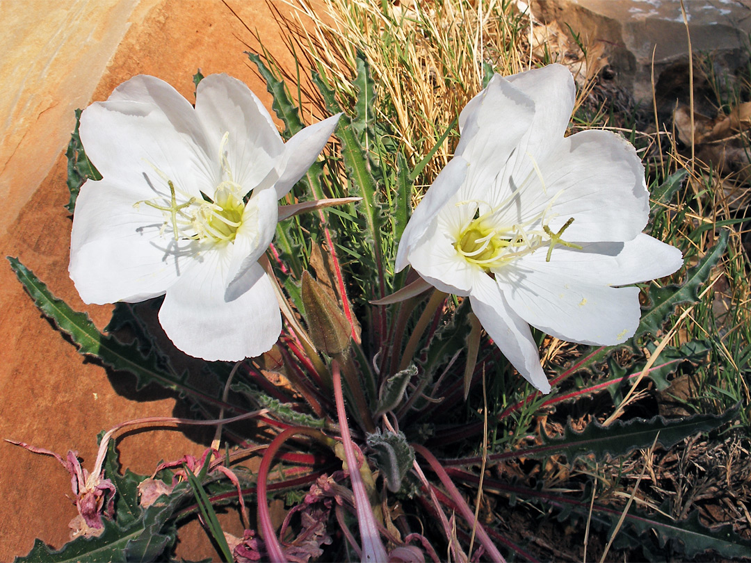 Large flowers