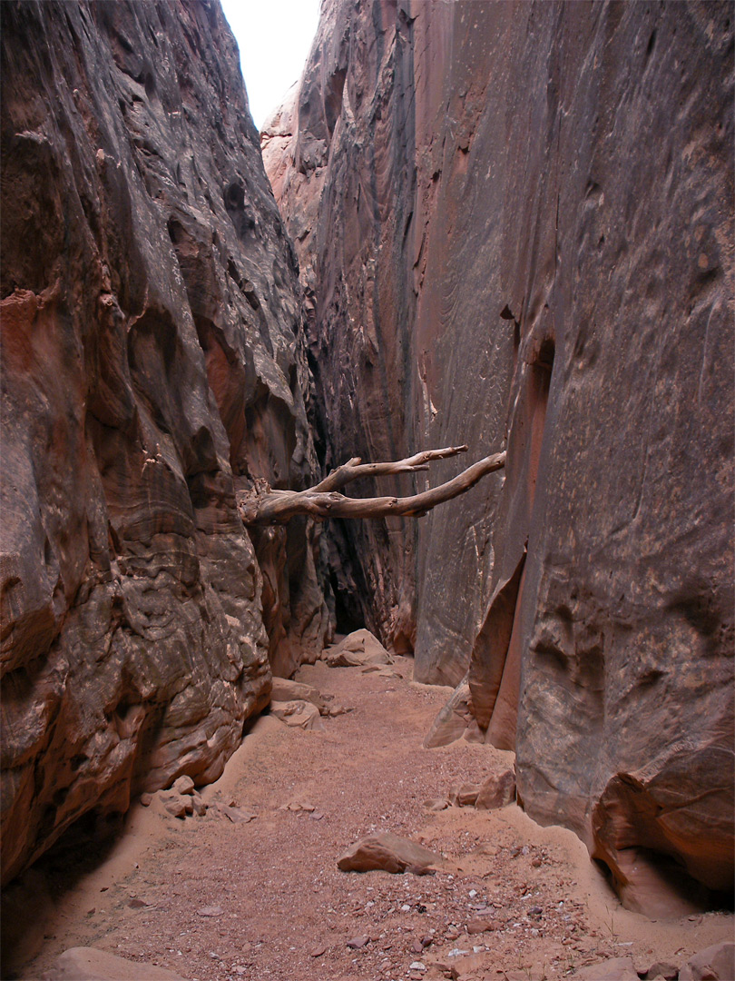 Log above the streambed