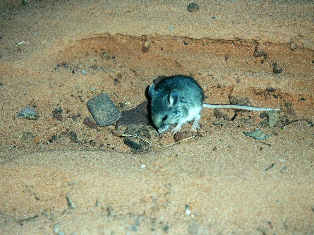 Mouse in the canyon