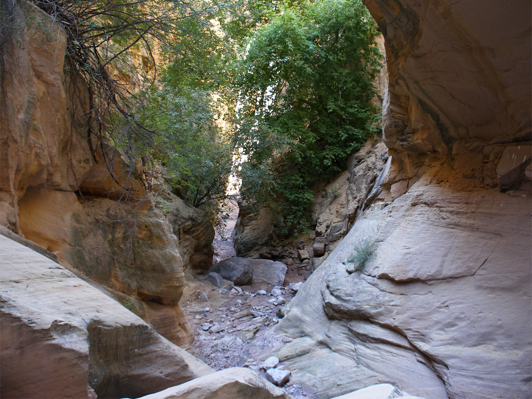 Tree in the canyon