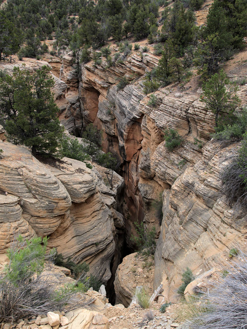 Trees on the rim