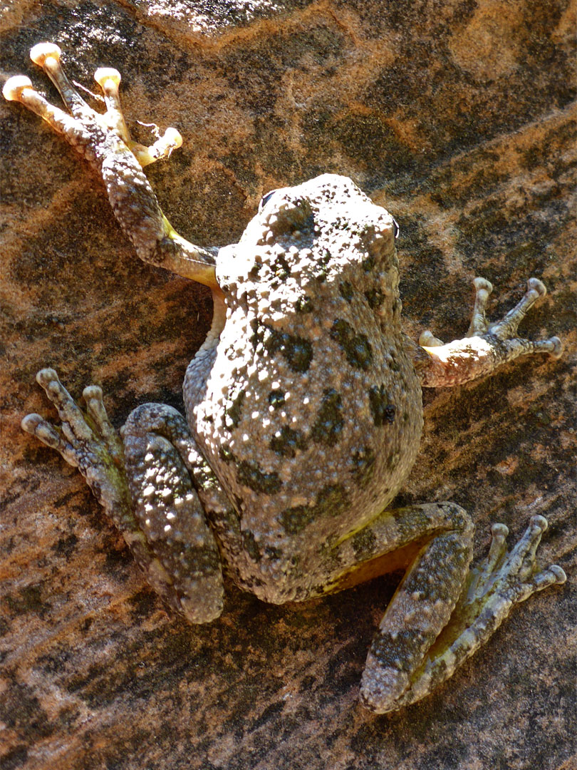 Canyon tree frog