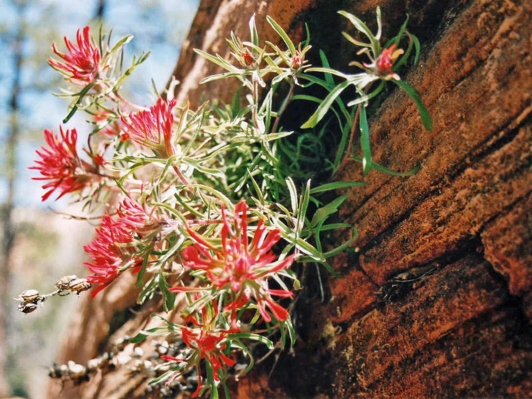 Flowers on a cliff