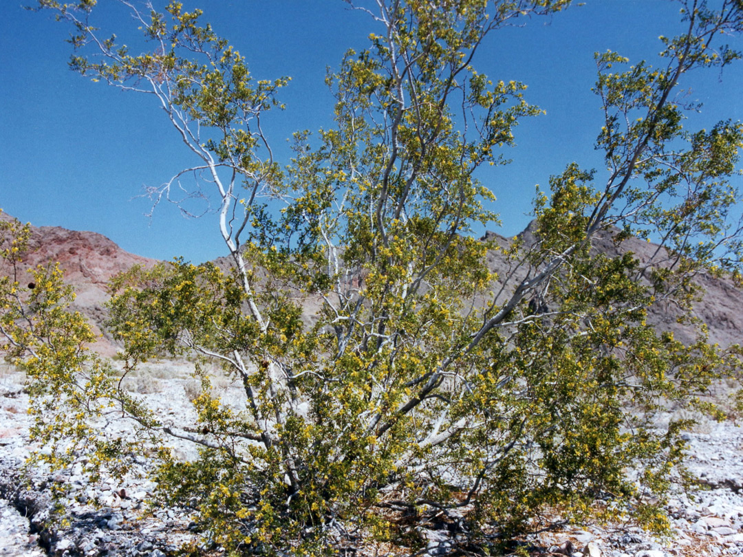 Creosote bush