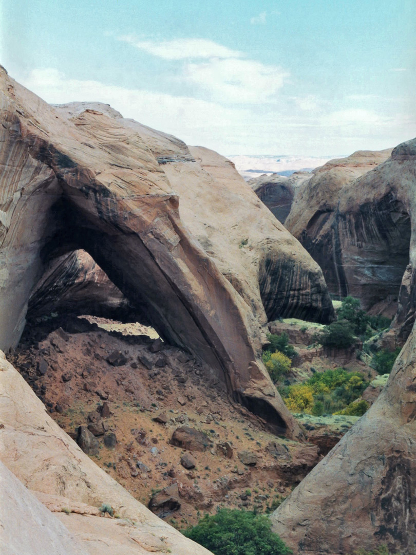 Cottonwood trees beside Bement Arch