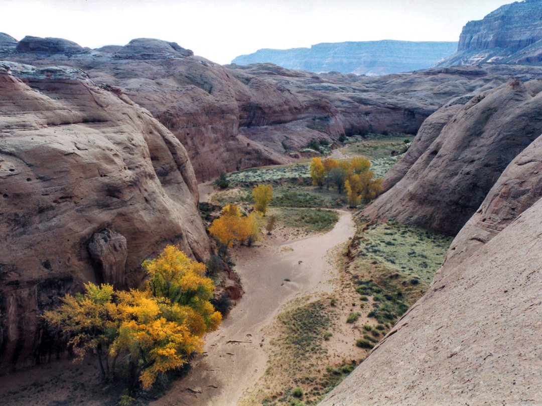 Cottonwood trees in the canyon