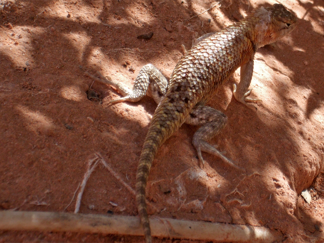 Desert spiny lizard