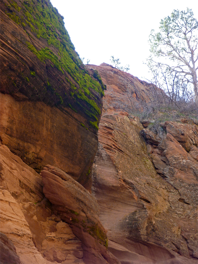 Mossy cliff