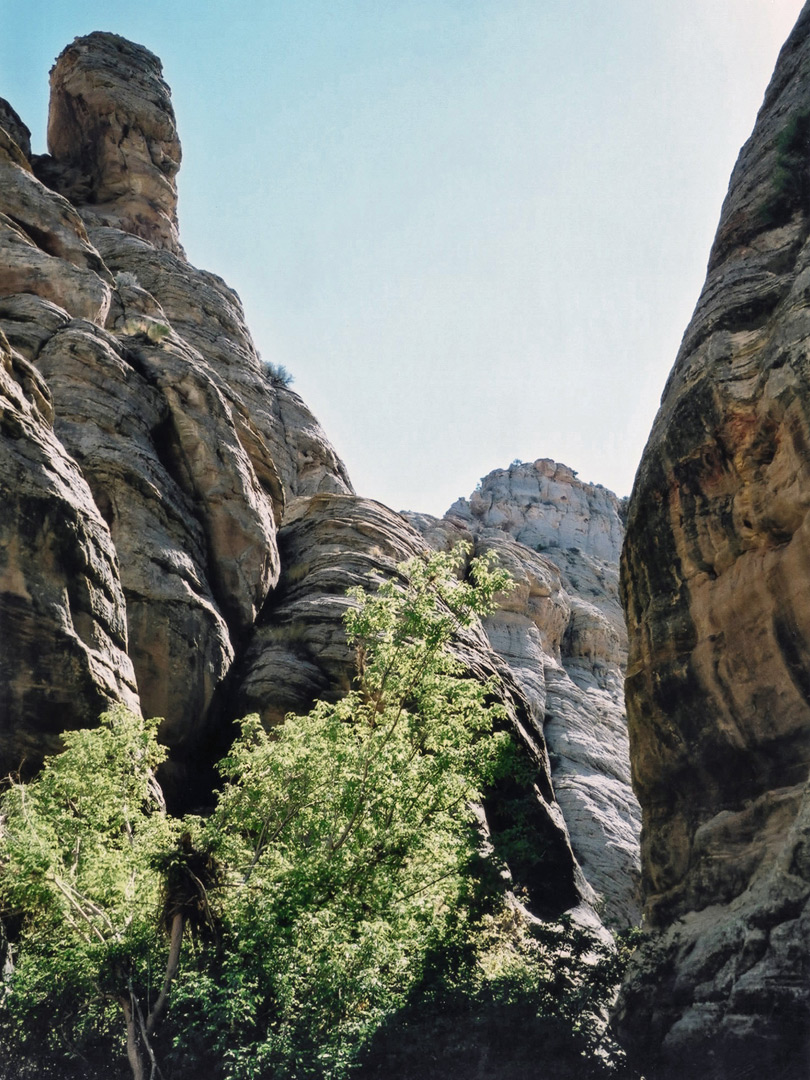 Cliffs and cottonwood trees