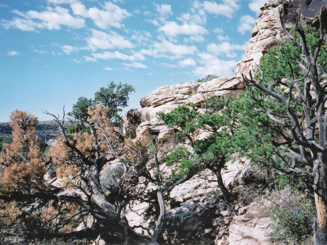 Bushes on the plateau