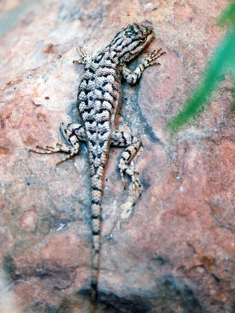 Spiny lizard