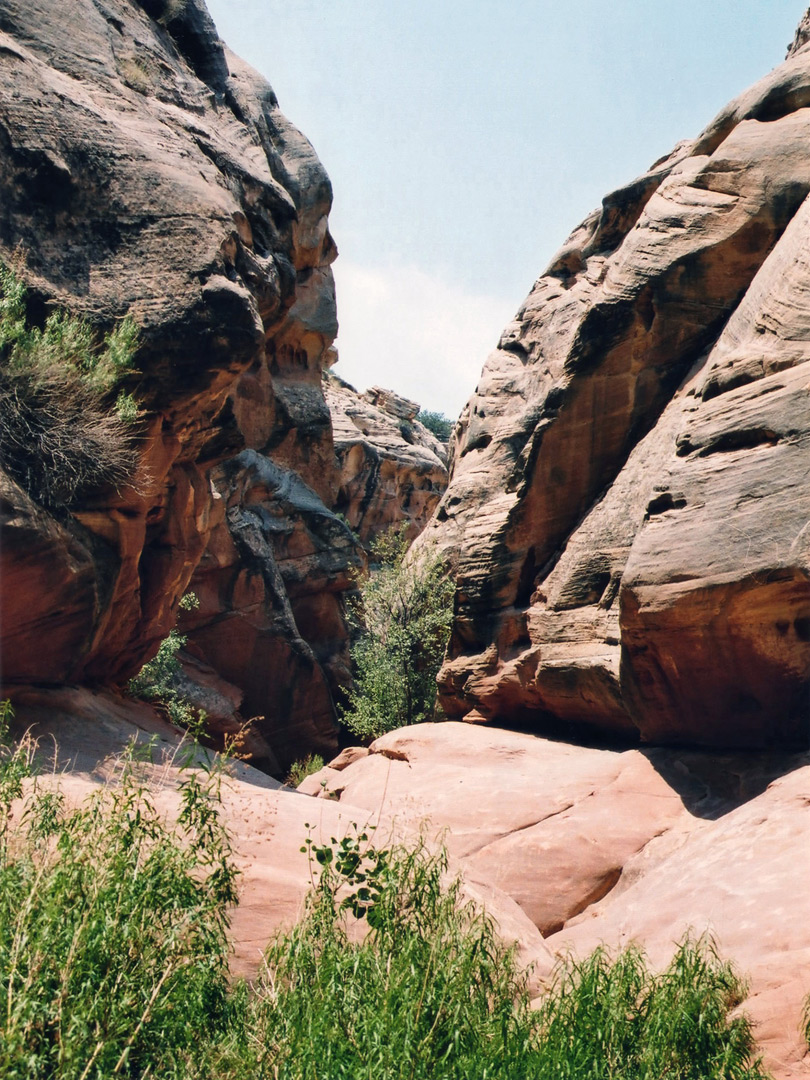 Bushes in the canyon