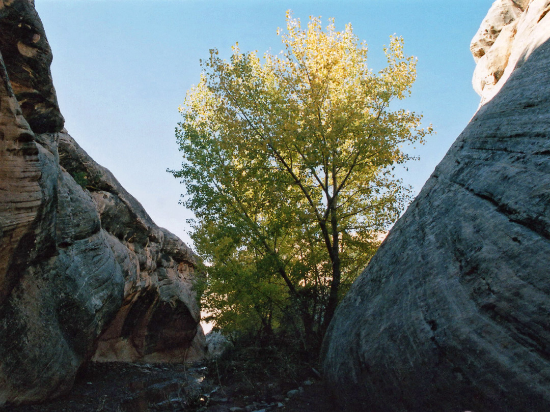 Cottonwood tree