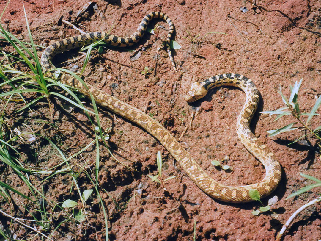 Great Basin gophersnake