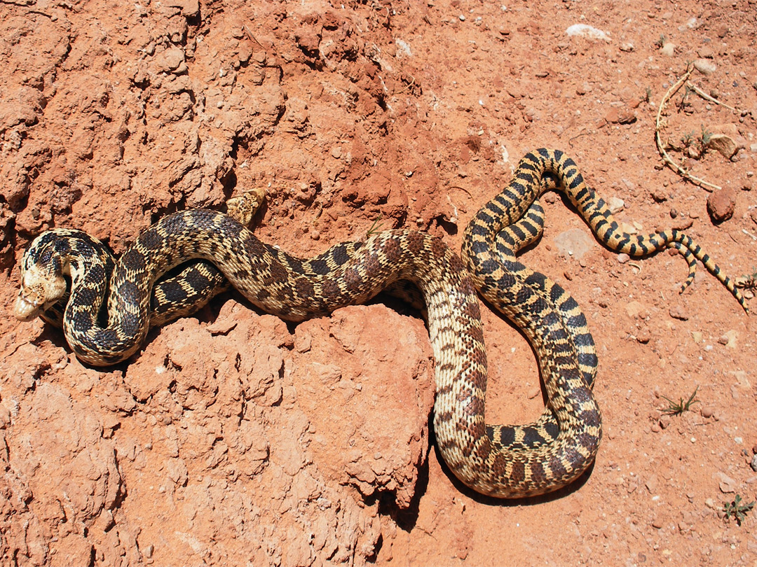 Gopher snakes - close view