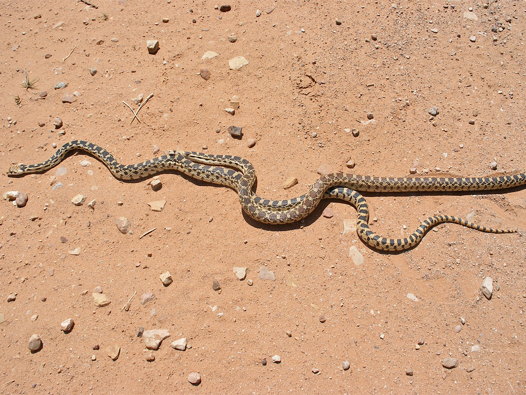 Two gopher snakes
